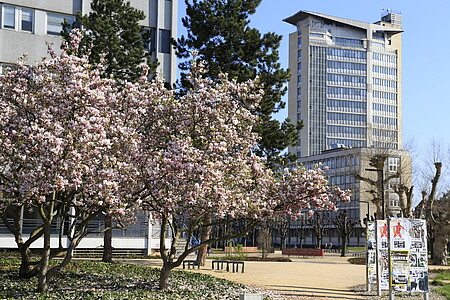 La floraison des magnolias a sûrement ravi vos yeux quelques jours en mai.